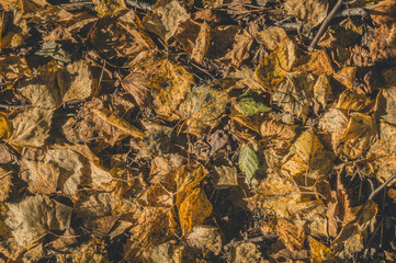 A solid cover of fallen autumn leaves. Autumn background.