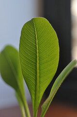 close up of green leaf