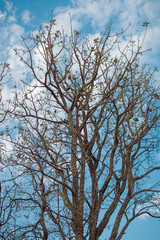 tree against sky