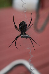 Garden Spider with a Trapped Fly