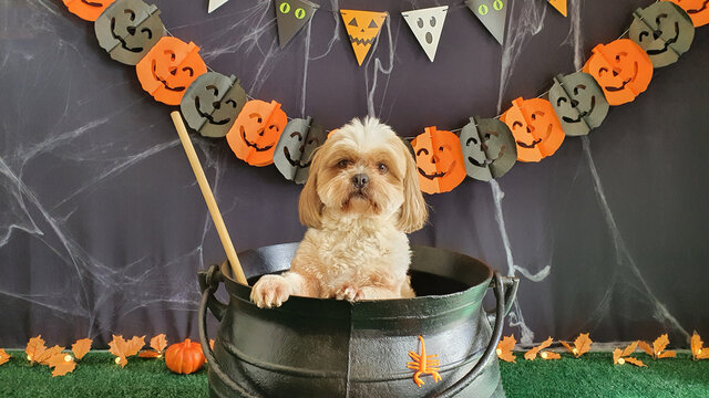 Cute dog in the witch's cauldron. Halloween themed backdrop. Happy Halloween.