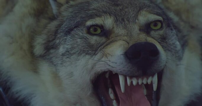 A stuffed dire wolf with a bared mouth and fangs.