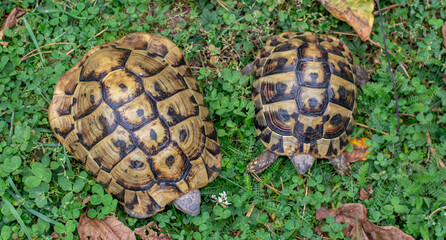 Hermann's tortoise (Testudo hermanni) on green grass in autumn. Close up. Detail.