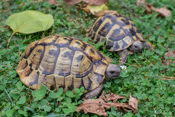 Hermann's tortoise (Testudo hermanni) on green grass in autumn. Close up. Detail.