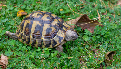 Hermann's tortoise (Testudo hermanni) on green grass in autumn. Close up. Detail.