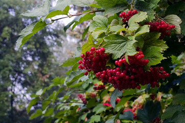 Viburnum berries after rain