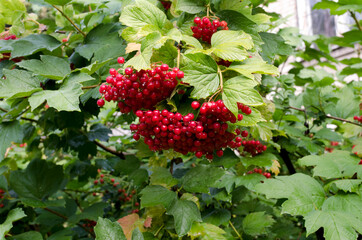 Viburnum berries after rain