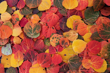 autumnal aspen leaves on the forest floor