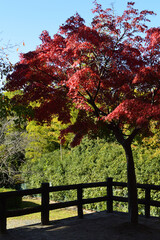 Naklejka premium On a clear autumn day, the trees that changed their leaves to red are colored with light and shade.