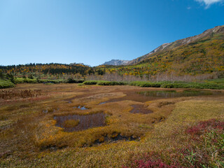 紅葉の栂池自然園（浮島湿原）