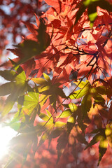 On a clear autumn day, the sun's rays pass through the leaves that have turned red.