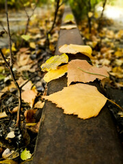 autumn, fall, nature, tree, yellow, leaf, plant, red, season, deciduous, peaceful, forest, color, landscape, nobody, not urban, outdoors, outside, rural, scene, scenic, silence, calm, calm, bright, ma