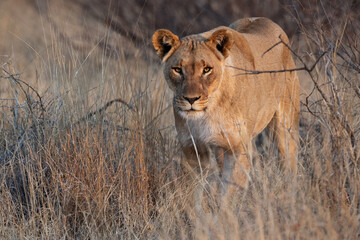 Madikwe Lioness