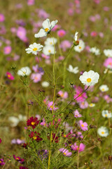 Fototapeta premium Cosmos clustered on a clear autumn day, many white and pink flowers are in bloom