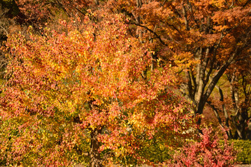 On a deepening autumn day, the leaves of the trees that gradually change from green to orange teach the changing seasons..