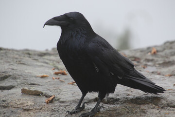 A close-up of a side view of a raven