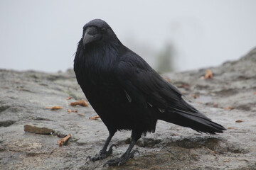 A close up of a raven facing the camera