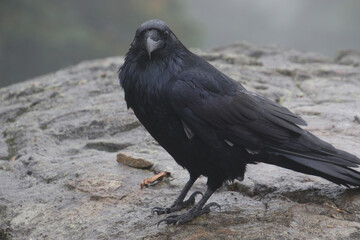 A closeup of a raven standing on a brown rock