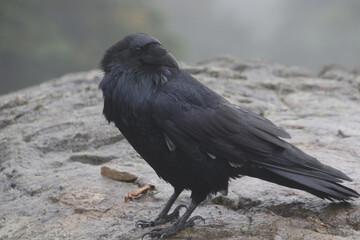 A close up of a raven with its head turned to the right