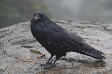 A close up of a raven standing on a large rock