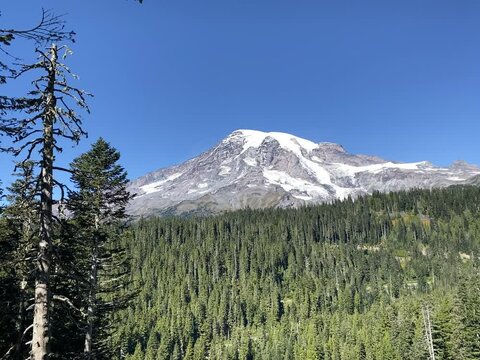 Mount Rainier stands bold against a clear blue sky with evergreen forrest in foreground at a Mt Rainier National Park viewpoint.