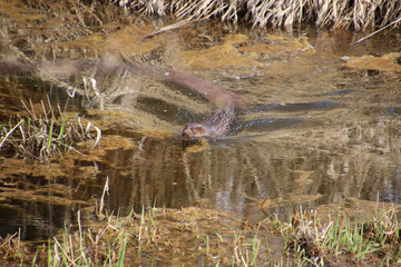 A mink swimming in a ditch