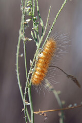 An orange caterpillar with long white hairs