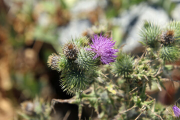 A purple bloom on a thistle