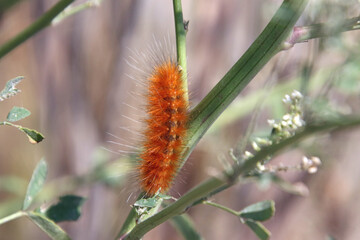 An orange caterpillar with long white hairs