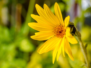 Close up of opening sunflower flower, Helianthus x aetiflorus, also known as the cheerful sunflower or perennial sunflower