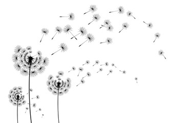 Dandelion parachutes by the wind on a white background
