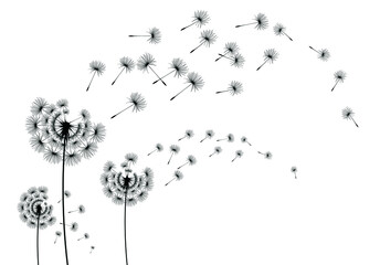 Dandelion parachutes by the wind on a white background
