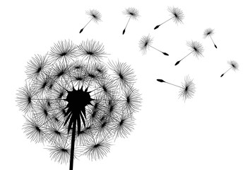 Dandelion parachutes by the wind on a white background
