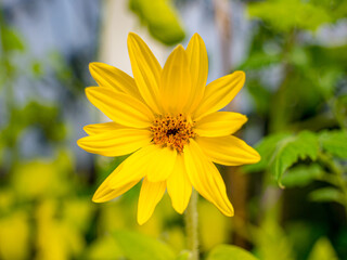 Close up of sunflower flower, Helianthus x aetiflorus, also known as the cheerful sunflower or perennial sunflower