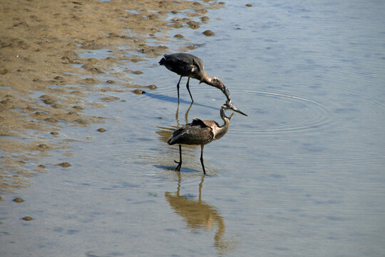 Two Great Blue Herons