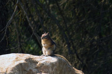 A chipmunk sitting on a light colored rock
