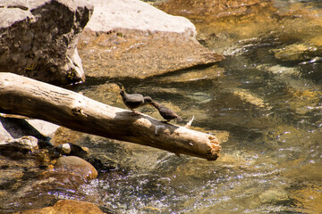 A mother bird feeding a young bird