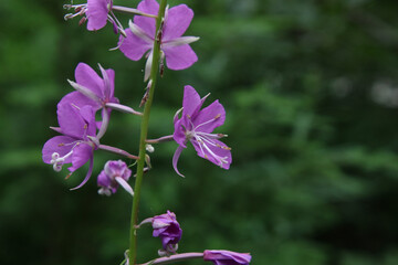 A flower stem with pink blossoms
