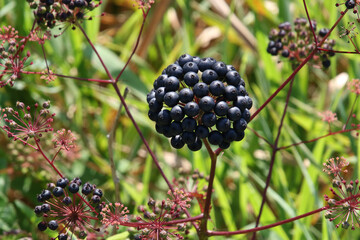 A black seed head on the top of a stalk