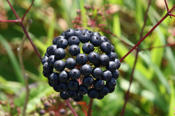 A close up of a flower head