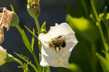 A closeup of a bumblebee