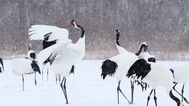 雪の雪原と丹頂鶴