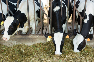 Black and white Holstein cows eating hay peeking through stall fence on livestock farm