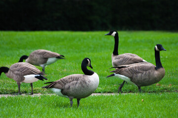 Canada Geese At The Park - Branta canadensis