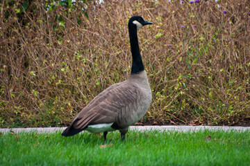 Canada Goose At The Park - Branta canadensis