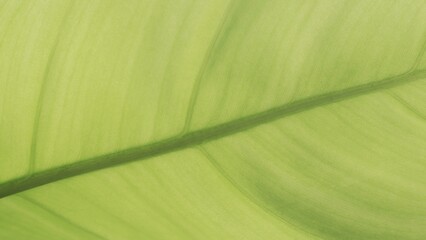 close up leaf texture showing leaf vein details. green environmental friendly and ecological...