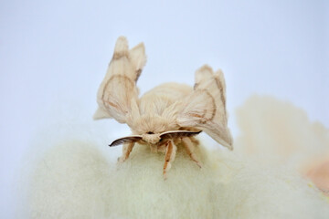 Adult silk moth on cocoons