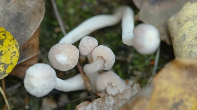 Closer look of the small white mushrooms growing on the ground in the park in Estonia