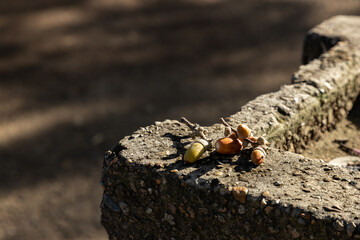 Acorn on the edge