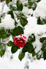 椿の花に積もった雪です。